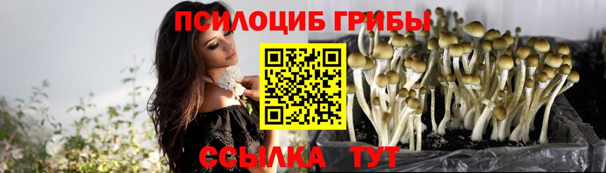 Галлюциногенные грибы Psilocybine cubensis Дагестанские Огни